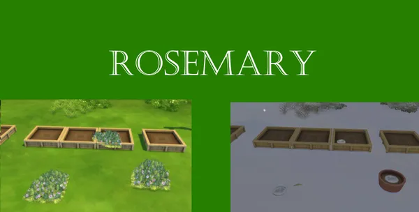 Rosemary Harvestable